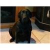 Image 3 : 3-Month Old Male Labrador Puppy with AKC Registration