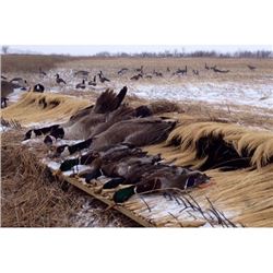 Guided 1-Day Nebraska Waterfowl Hunt for 2 or 4 hunters