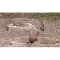 2-Day/3-Night Nebraska Prairie Dog Hunt for 2 Hunters