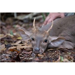 7-Day Mexico Campeche Jungle Hunt for 2 Hunters