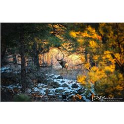Framed 26”x40” Canvas Photo  - “Spotlight Muley”