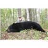 Image 2 : 6-Day Fully Guided Spring Black Bear Hunt in Alberta, Canada for One (1) Hunter