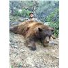 Image 4 : 2020 Utah Statewide Black Bear Conservation Permit Multi-season