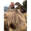 Image 1 : 5-Day Bull Tahr Hunt for One (1) Hunter in New Zealand