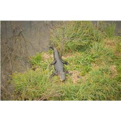 4-Day South Texas Alligator and Hog Hunt for One (1) Hunter and One (1) Non-Hunter