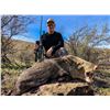 Image 3 : 3-Day Javelina Hunt in Arizona for One (1) Hunter