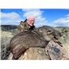 Image 4 : 3-Day Javelina Hunt in Arizona for One (1) Hunter