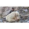 Image 1 : 2020 Utah Ogden, Willard Peak Mountain Goat Conservation Permit (Early) Any Legal Weapon (Rifle)