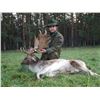 Image 1 : 3-Day Fallow Deer Hunt in Austria/Hungary for One (1) Hunter