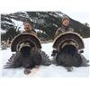 Image 1 : 3-Day Merriam Turkey Hunting in Wyoming for Two (2) Hunters