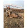 Image 1 : 7-Day Alberta Archery Mule Deer Hunt for One (1) Hunter