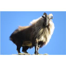 5-Day Himalayan Tahr Hunt in New Zealand  for One (1) Hunter