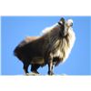 Image 1 : 5-Day Himalayan Tahr Hunt in New Zealand  for One (1) Hunter
