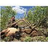 Image 1 : 2020 Utah Mt. Dutton, Bull Elk Conservation Permit, Multi Season