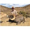 Image 4 : 2020 Utah Kaiparowits, East/Escalante/West, Desert Bighorn Sheep Conservation Permit - Any Legal Wea