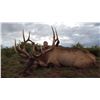 Image 1 : 7-Day Bull Elk Hunt for One (1) Hunter on the Zuni Reservation in New Mexico