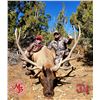 Image 2 : 6-Day 2020 Elk Hunt on the Spring Creek Ranch CWMU for One (1) Hunter- Fully Guided by Mossback