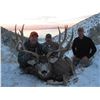 Image 3 : Antelope Island Mule Deer Conservation Permit