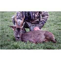 6-Day Spanish Cantabrain Chamois and European Roe Deer Hunt for One (1) Hunter