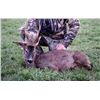 Image 1 : 6-Day Spanish Cantabrain Chamois and European Roe Deer Hunt for One (1) Hunter