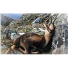Image 4 : 6-Day Spanish Cantabrain Chamois and European Roe Deer Hunt for One (1) Hunter