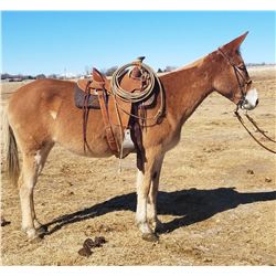 “Three Forks”  THE MULE