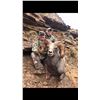 Image 4 : 2020 Utah Nine Mile, Gray Canyon Rocky Mountain Bighorn Sheep Conservation Permit, Any Legal weapon