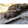 Image 5 : 2020 Utah Nine Mile, Gray Canyon Rocky Mountain Bighorn Sheep Conservation Permit, Any Legal weapon