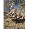 Image 4 : 2020 Utah Statewide Bull Elk Conservation Permit