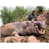 Image 1 : 7-Day Hippo Hunt in Mozambique South Africa for One (1) Hunter