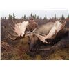 Image 3 : 2020 Exceptional Trophy Alaska Yukon Moose and Caribou Hunt Arctic Red River Outfitters.