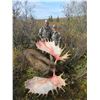 Image 2 : 10 - DAY MOOSE HUNT FOR (1) HUNTER - FULL CURL STONE BC