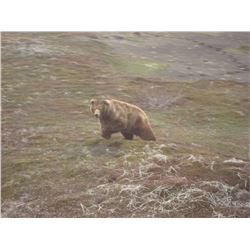 2020 Alaska Unimak Island Brown Bear Drawing Permit for One (1) Hunter