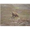 Image 1 : 2020 Alaska Unimak Island Brown Bear Drawing Permit for One (1) Hunter