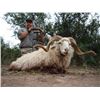 Image 1 : 7 DAY ARGENTINA FOR 2 HUNTERS | Texas Dall Ram, Wild Boar & Hybrid Sheep | All Three for EACH Hunter