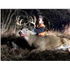 Image 4 : IOWA WHITETAIL HUNT