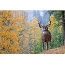 MICHIGAN - WHITETAILS, HOGS AND COYOTES FOR TWO HUNTERS | Wild Spirit Guide Service