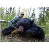 Image 1 : COASTAL BLACK BEAR | British Columbia | COVERT OUTFITTING