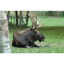 MOUNTAIN SPIRIT OUTFITTERS | Moose and Black Bear Hunt in British Columbia