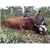 Image 6 : WATER BUFFALO HUNT FOR ONE HUNTER | Australian Outback Buffalo Safaris