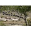 Image 3 : ROCHE SAFARIS MOZAMBIQUE | Cape Buffalo Hunt for one Hunter and one Non-hunters