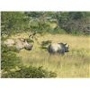 Image 3 : RHINO DART HUNT | 7 Days, One Hunter and One Non-hunter | Leopards Valley Safaris