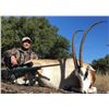 Image 3 : LAZY CK RANCH HUNT TEXAS | Scimitar Horned Oryx And Texas Dall Sheep