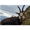 Image 3 : ROMANIA HUNTING OUTFITTERS | Chamois and Roe Deer Combo Hunt