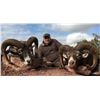 Image 3 : SAFARI INTERNATIONAL MACEDONIA | FIVE DAYS ONE HUNTER AND ONE NON-HUNTER FOR ONE MOUFLON SHEEP