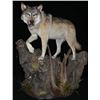 Image 1 : CUSTOM LIFE SIZE WOLF MOUNT By Legends Taxidermy