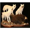 Image 3 : CUSTOM LIFE SIZE WOLF MOUNT By Legends Taxidermy
