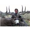 Image 2 : UTAH MULE DEER RUT HUNT | Porcupine Adventures - Paradise, Utah