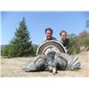Image 4 : GOULDS TURKEY HUNT IN SONORA MEXICO | For Two Hunters with Erwins Outdoors