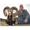 Image 3 : MOUFLON SHEEP, MASON, TEXAS | Star S Ranch